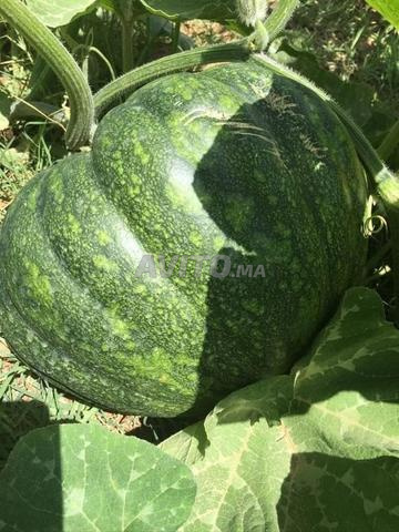 Exploitation agricole 12ha à vendre à Midelt — Photo 32
