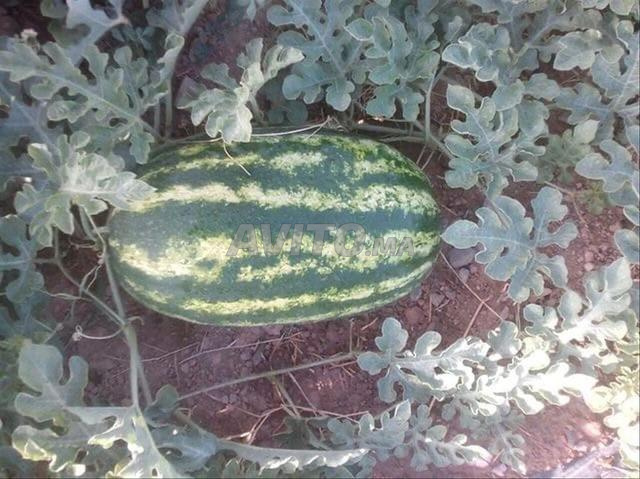 Exploitation agricole 12ha à vendre à Midelt — Photo 38