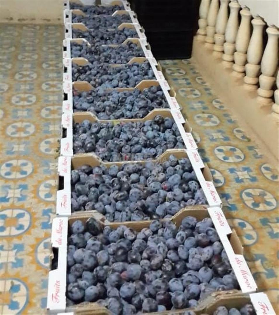 Exploitation agricole 12ha à vendre à Midelt — Photo 8