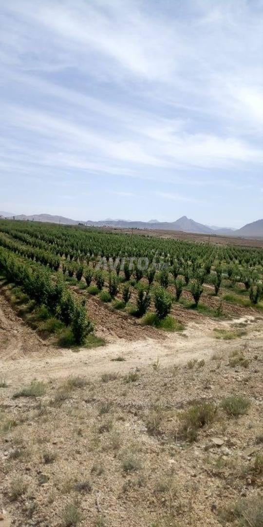 Exploitation agricole 12ha à vendre à Midelt — Photo 22