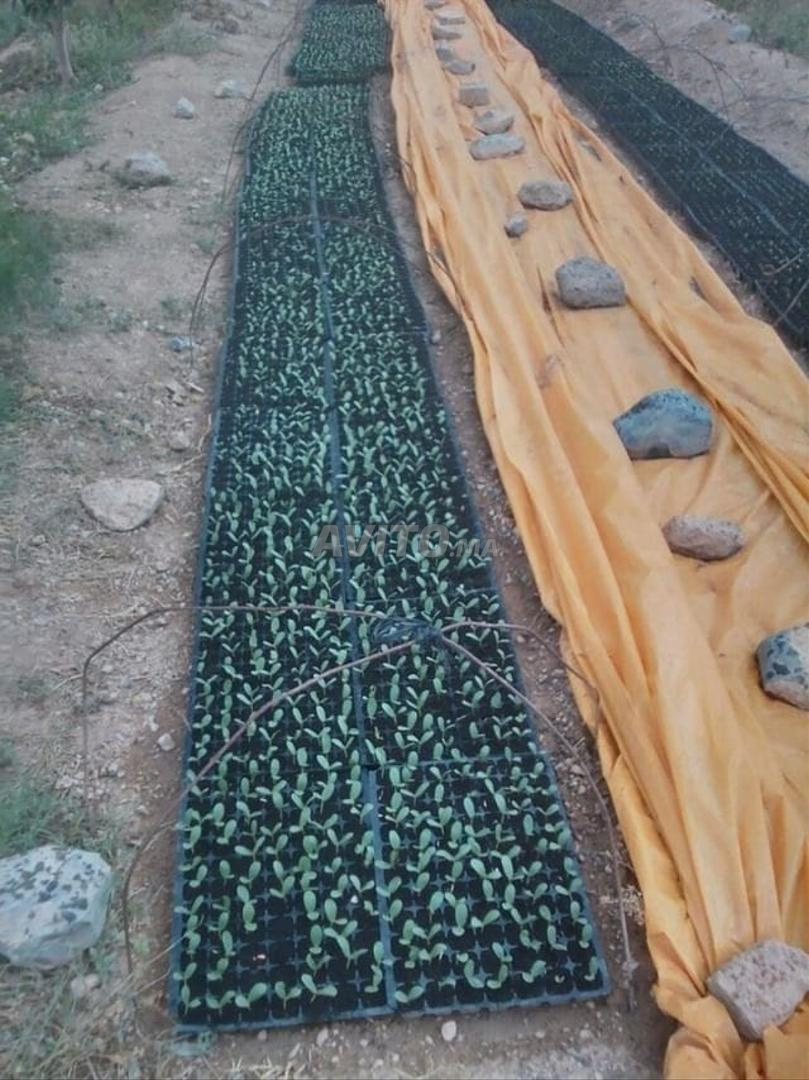 Exploitation agricole 12ha à vendre à Midelt — Photo 25