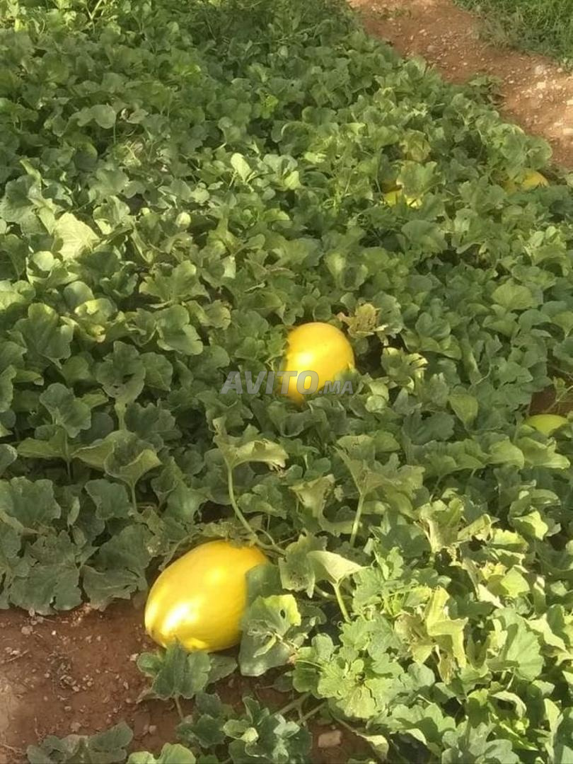 Exploitation agricole 12ha à vendre à Midelt — Photo 27