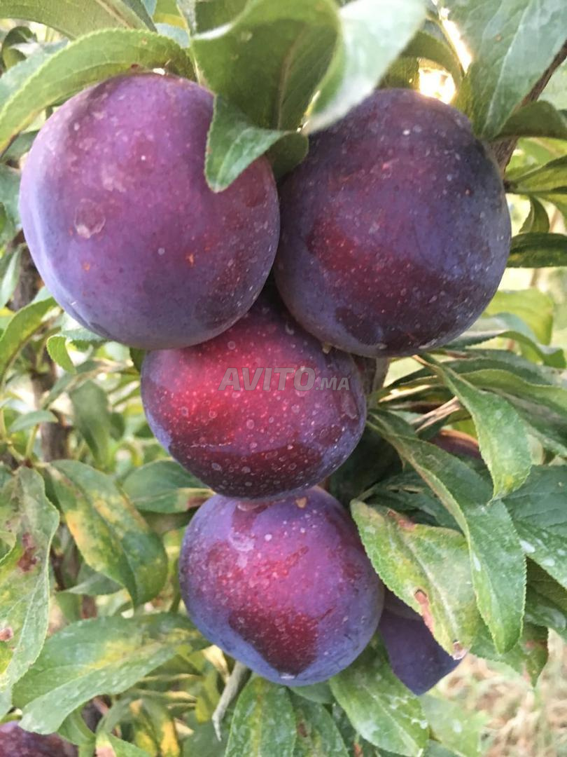 Exploitation agricole 12ha à vendre à Midelt — Photo 33