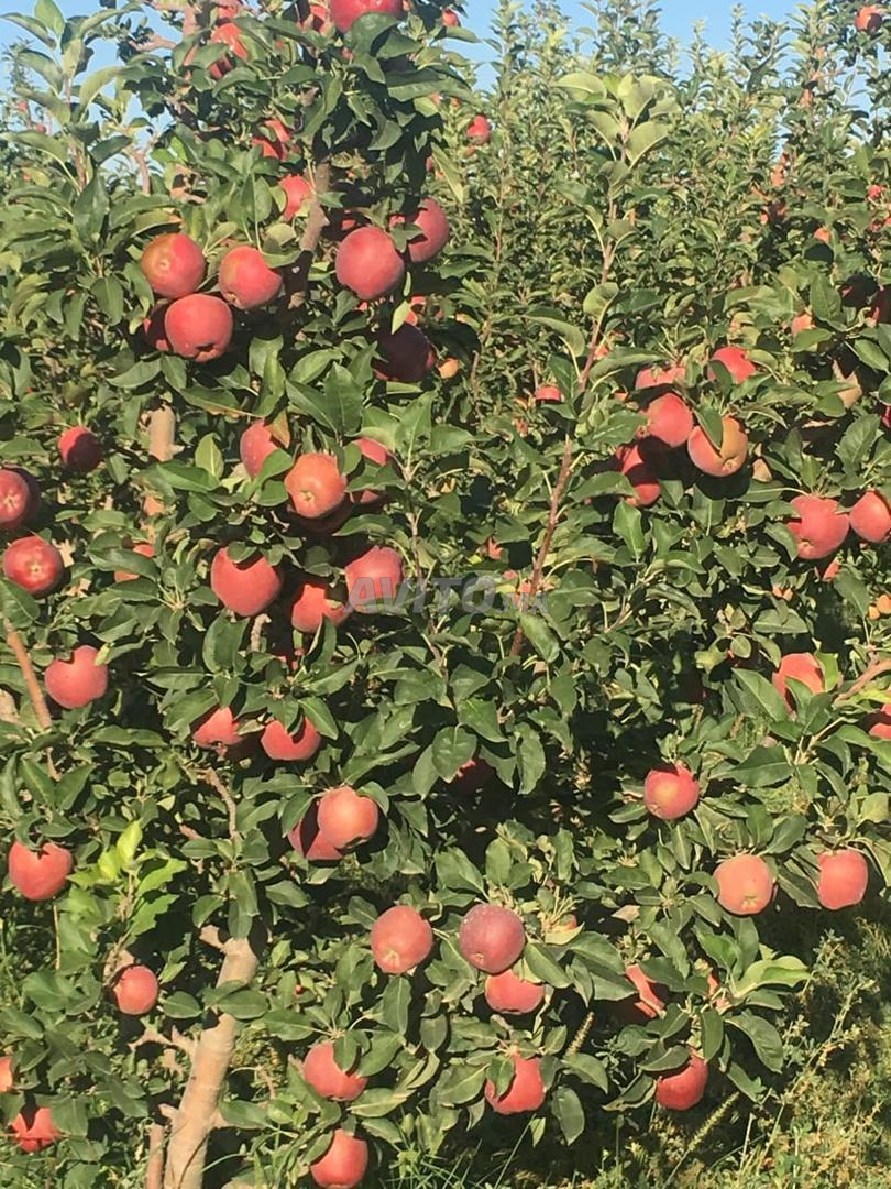 Exploitation agricole 12ha à vendre à Midelt — Photo 35