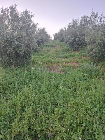 Terrain 18960 m² à vendre à Sidi Allal El Bahraoui — Photo 11
