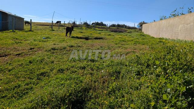 أرض للبيع 1200 م² في أصيلة — Photo 11