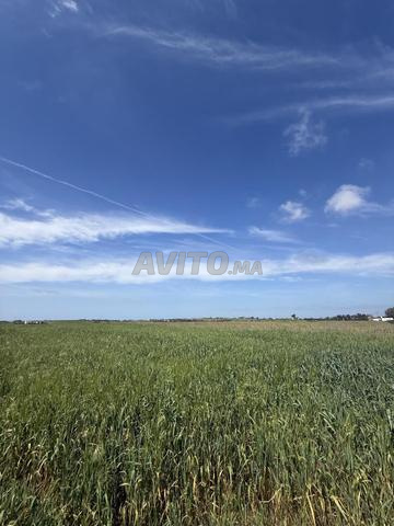 Terrain 10000 m² à vendre avec vue panoramique sur mer à El Jadida — Photo 11