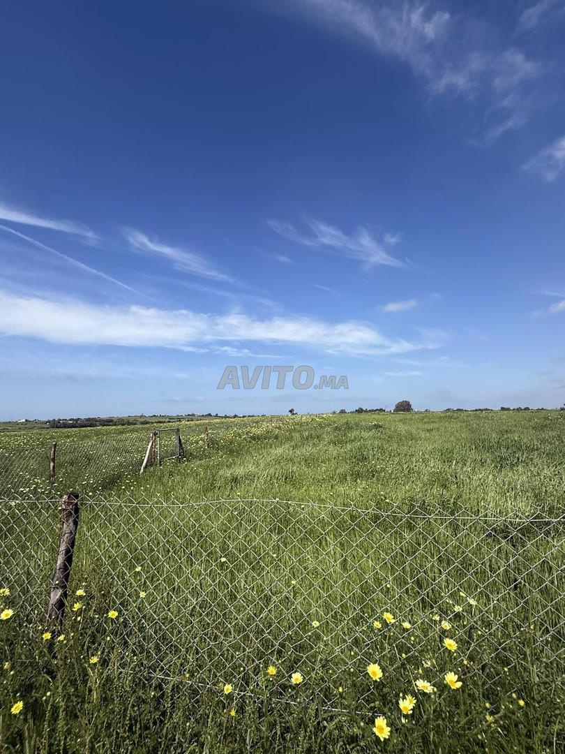 Terrain 10000 m² à vendre avec vue panoramique sur mer à El Jadida — Photo 6