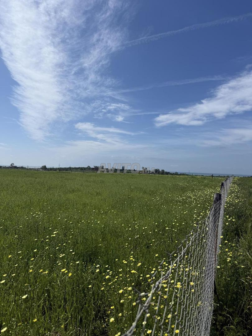 Terrain 10000 m² à vendre avec vue panoramique sur mer à El Jadida — Photo 14