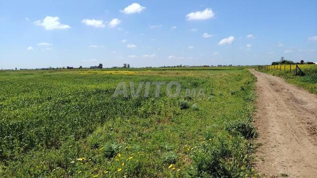 Terrain 11500 m² à louer à Benslimane — Photo 10