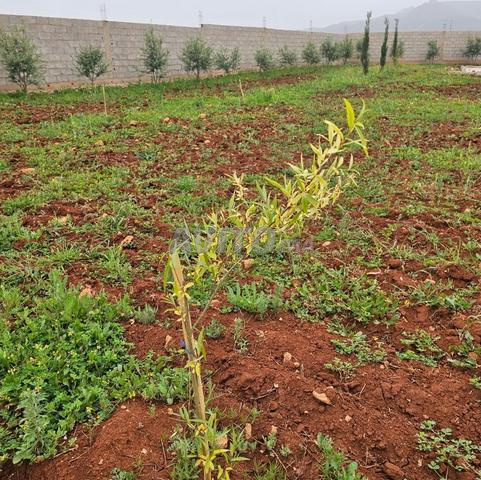 Land for sale 8326 m² in Sefrou — Photo 7