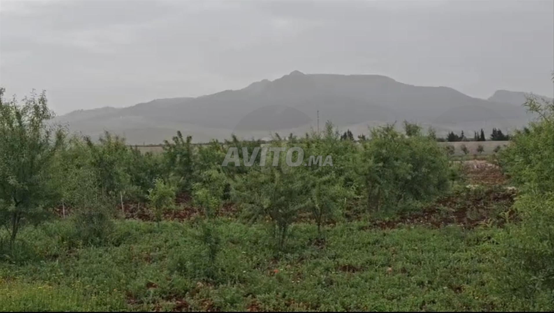 Land for sale 8326 m² in Sefrou — Photo 4