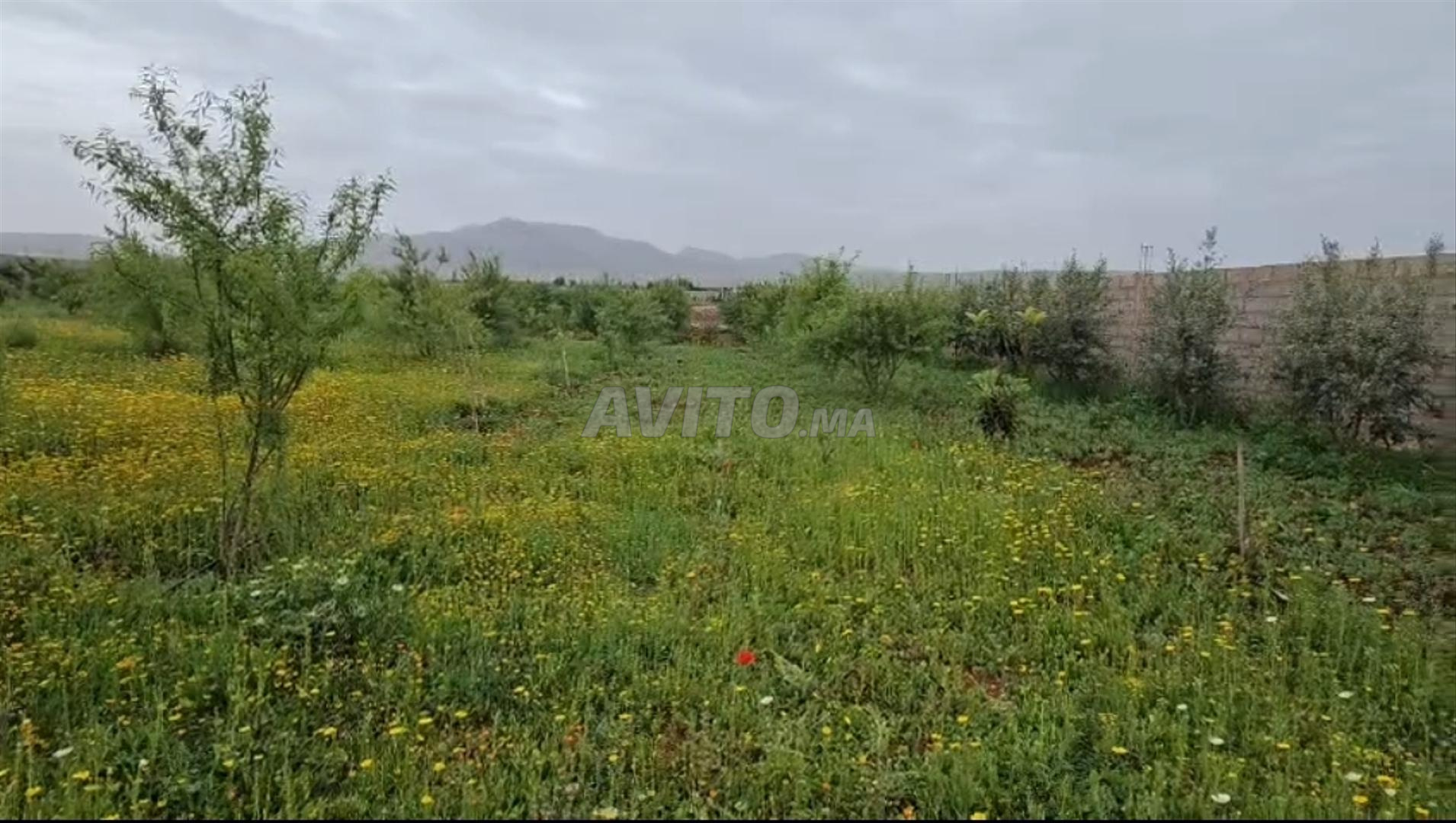 Land for sale 8326 m² in Sefrou — Photo 6