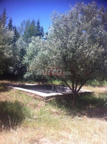أرض 8268 م² للبيع في مراكش — Photo 3