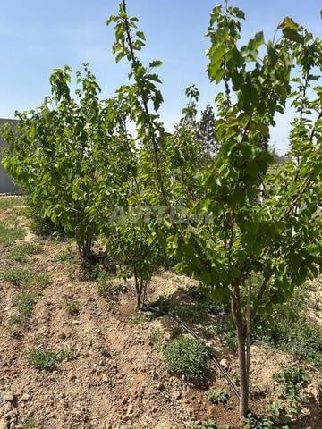 Land 10,000 m² for sale in Oujda — Photo 7