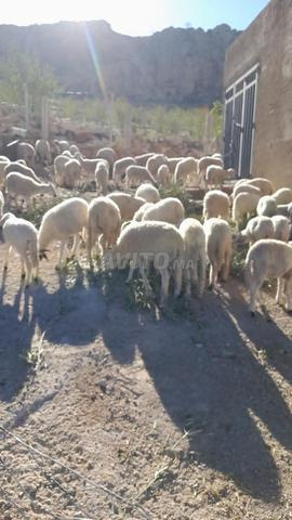 Ferme titrée à vendre à Imouzzer Kandar - 27000 m² — Photo 9