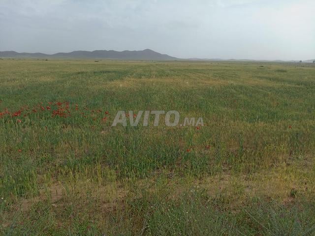 Terrain 20000 m² à vendre à Marrakech — Photo 4