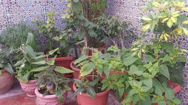 شقة 55 م² للإيجار في الجديدة — Photo 13