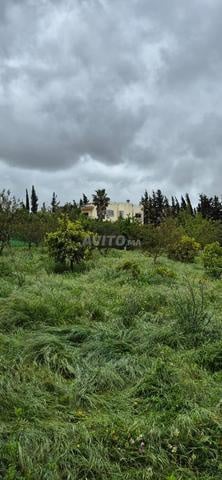 Prestigious Farm for Sale in Sidi Allal El Bahraoui — Photo 8