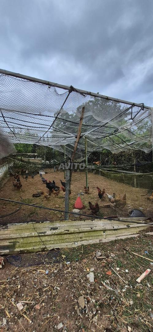 Prestigious Farm for Sale in Sidi Allal El Bahraoui — Photo 5