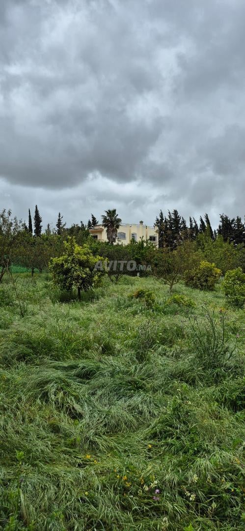 Prestigious Farm for Sale in Sidi Allal El Bahraoui — Photo 7
