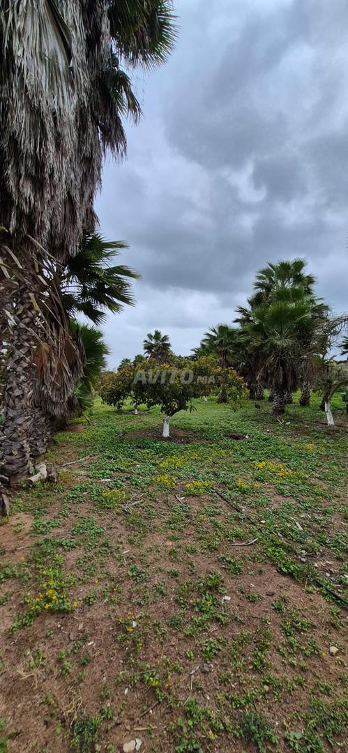 Prestigious Farm for Sale in Sidi Allal El Bahraoui — Photo 9