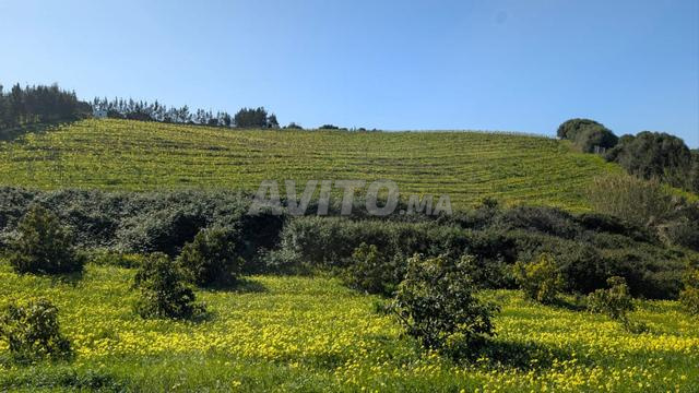 Land 32000 m² for sale in Asilah — Photo 4