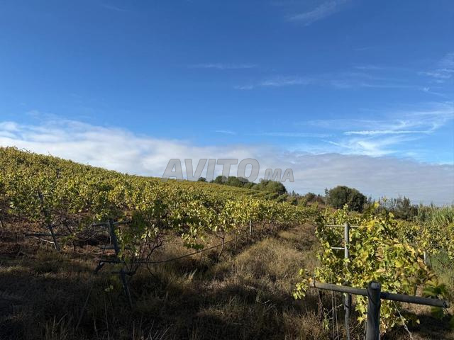 Land 32000 m² for sale in Asilah — Photo 12