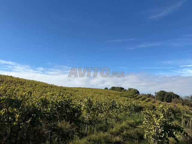 Land 32000 m² for sale in Asilah — Photo 14