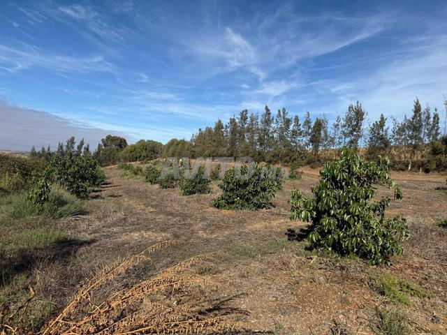 Land 32000 m² for sale in Asilah — Photo 16