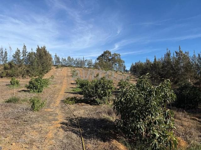 Land 32000 m² for sale in Asilah — Photo 22