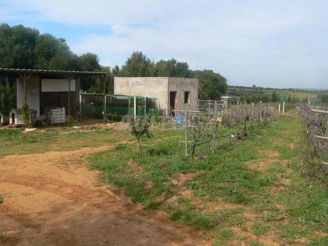 Land 32000 m² for sale in Asilah — Photo 26