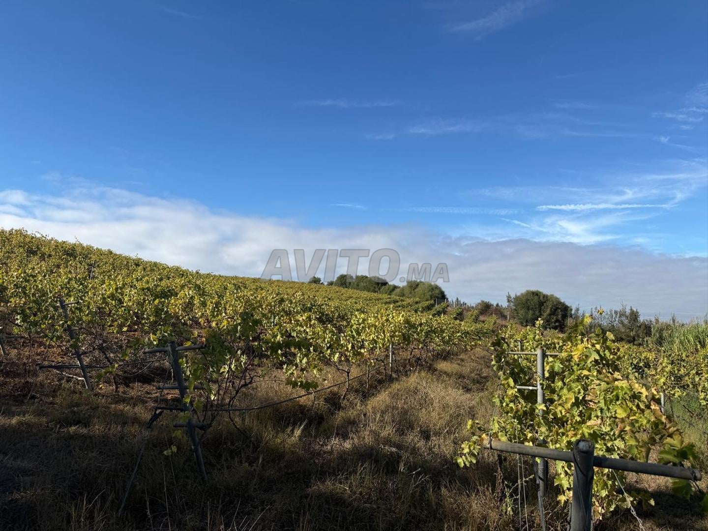 Land 32000 m² for sale in Asilah — Photo 9