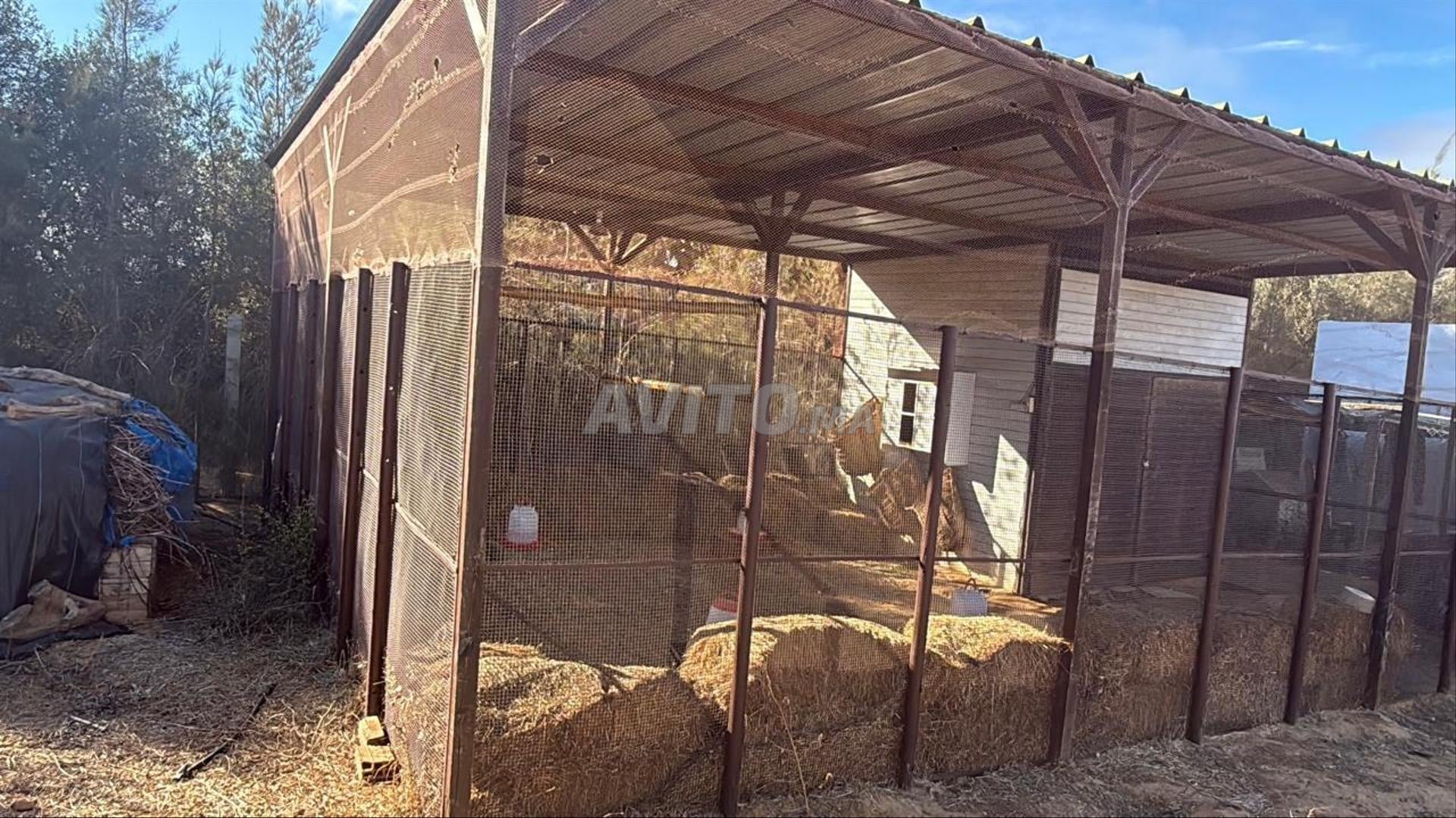 Land 32000 m² for sale in Asilah — Photo 21