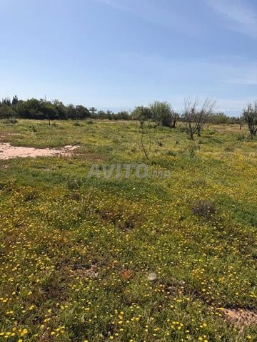 Terrain 2 ha à vendre, titré, rte goudronnée, km 15 de Marrakech — Photo 5