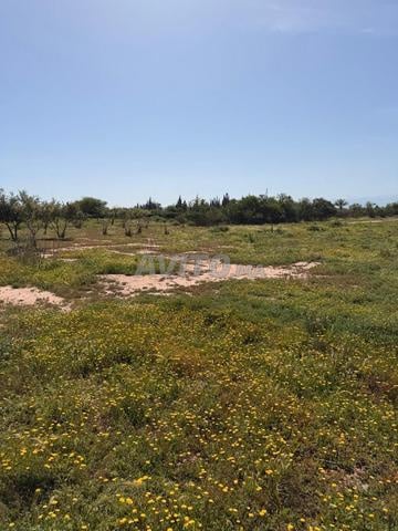 Terrain 2 ha à vendre, titré, rte goudronnée, km 15 de Marrakech — Photo 7