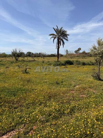 Terrain 2 ha à vendre, titré, rte goudronnée, km 15 de Marrakech — Photo 9
