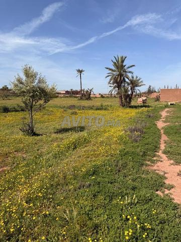 Terrain 2 ha à vendre, titré, rte goudronnée, km 15 de Marrakech — Photo 11