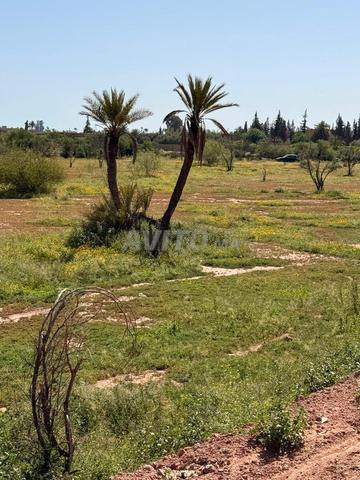 Terrain 2 ha à vendre, titré, rte goudronnée, km 15 de Marrakech — Photo 19