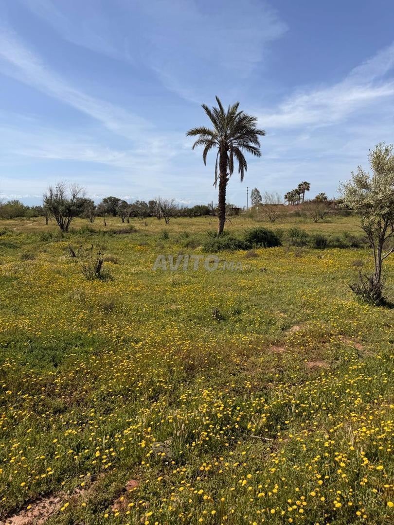 Terrain 2 ha à vendre, titré, rte goudronnée, km 15 de Marrakech — Photo 10