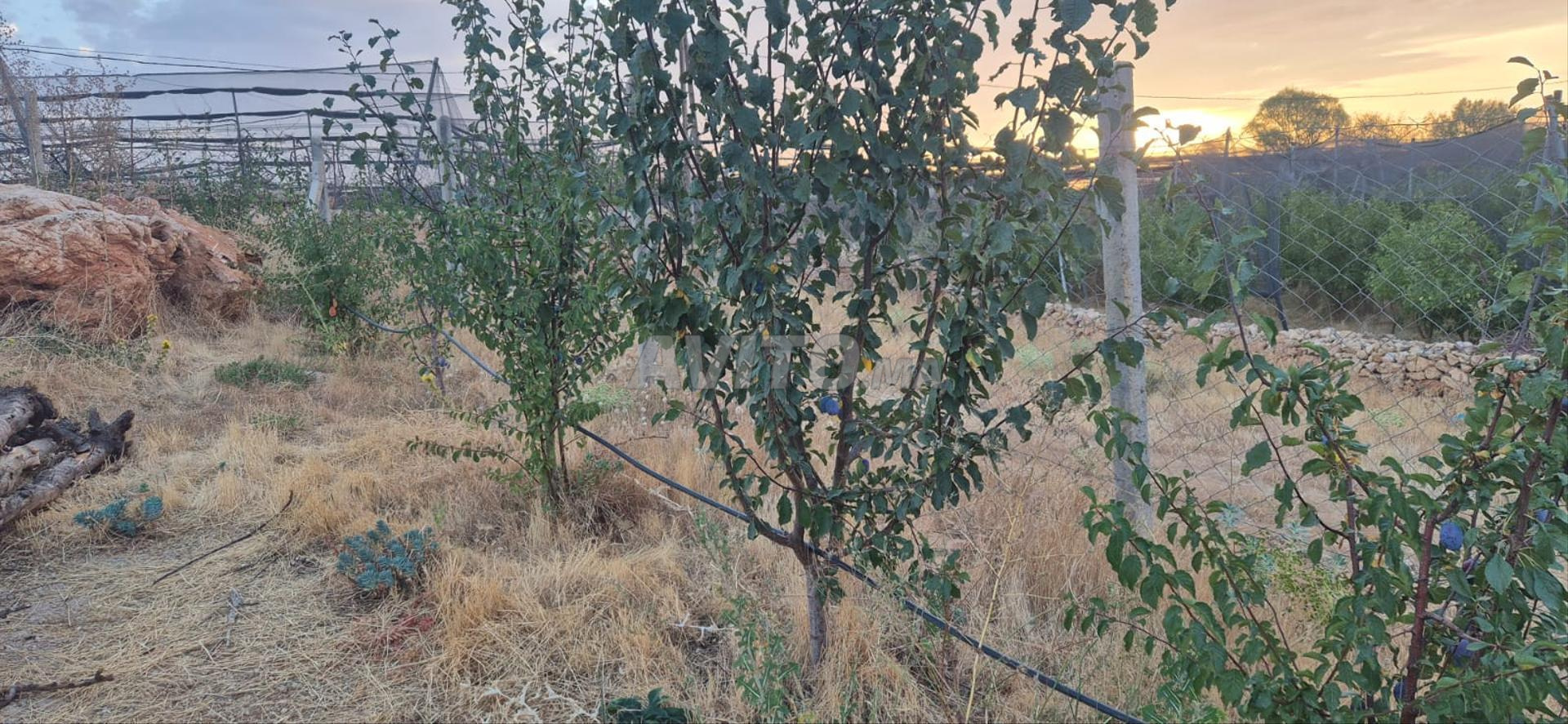 أرض 52000 م² للبيع — Photo 6