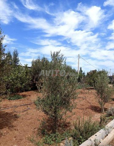 أرض 1000 متر مربع للبيع في برشيد — Photo 19