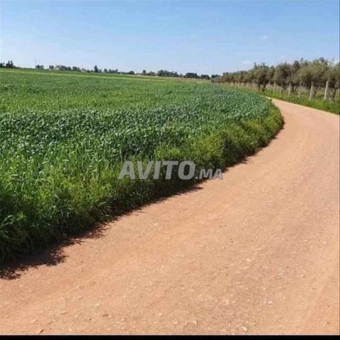 Terrain 10 hectares à vendre à Sidi Rahal — Photo 5