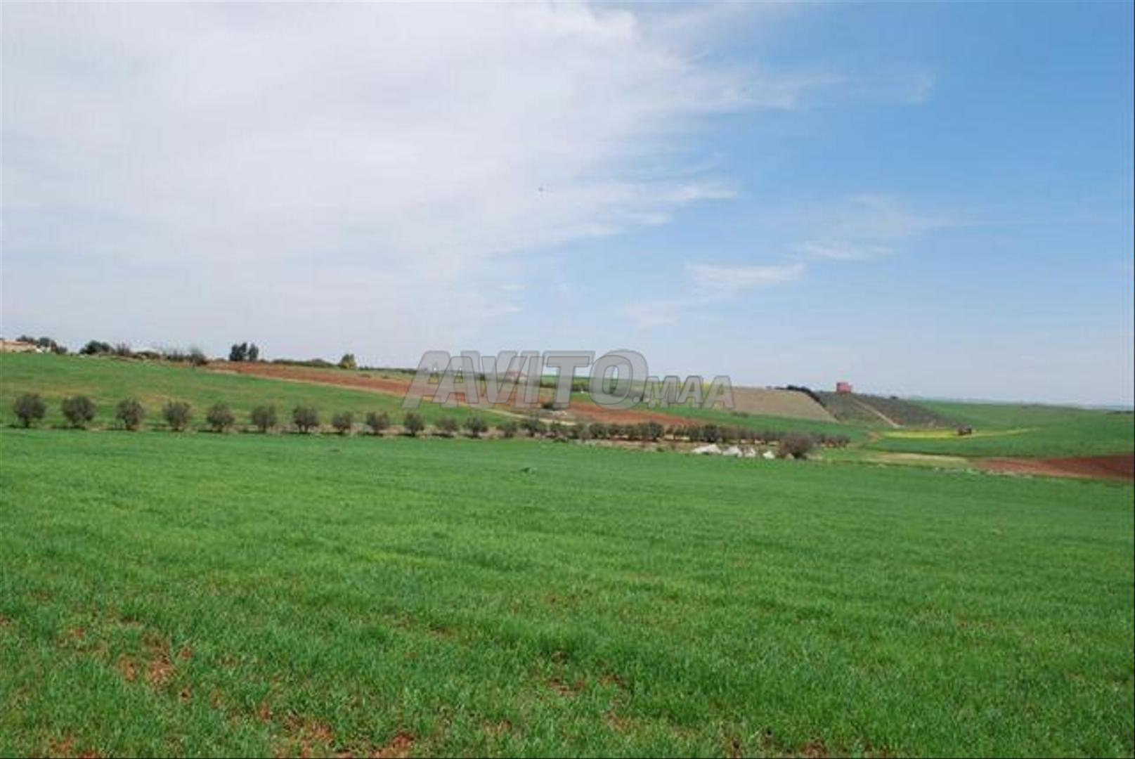 Terrain 10 hectares à vendre à Sidi Rahal — Photo 4