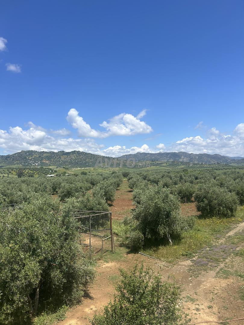 Terrain agricole 14 hectares à vendre à Galaz — Photo 13