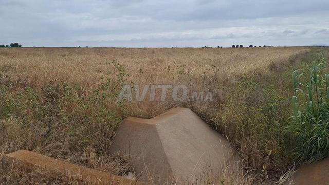 Terrain agricole à vendre à Sidi Bennour — Photo 6
