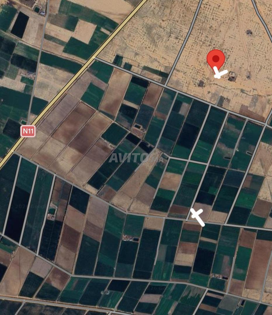 Terrain agricole à vendre à Sidi Bennour — Photo 5