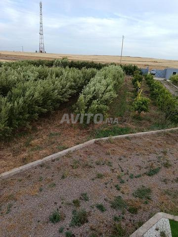 Ferme d'oliviers 11150 m² à vendre à Marrakech — Photo 10