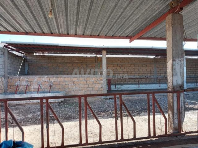 أرض للبيع 4300 م² في سطات — Photo 2