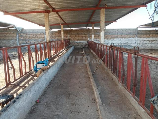 أرض للبيع 4300 م² في سطات — Photo 16